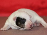 Réservation de 5 chiots Jack Russell Terrier LOF nés en avril 2026