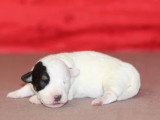 Réservation de 5 chiots Jack Russell Terrier LOF nés en avril 2026