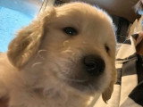 Chiot Golden Retriever mâle non LOF à vendre né en mars 2026