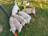Chiot Golden Retriever mâle non LOF à vendre né en mars 2026