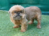 Shih Tzu femelle inscrite au LOF de 2020 à vendre