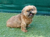 Shih Tzu femelle inscrite au LOF de 2020 à vendre