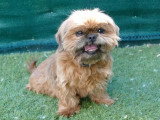 Shih Tzu femelle inscrite au LOF de 2020 à vendre
