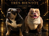 Chiots Pocket Bully ABKC bientôt disponibles