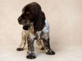 Deux chiots Cocker Spaniel Anglais mâles chocolat rouan de février 2026 LOF à vendre
