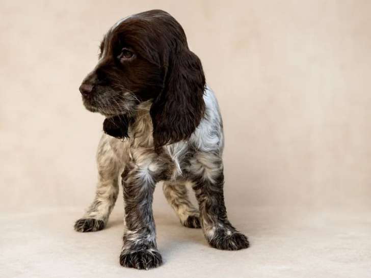 Deux chiots Cocker Spaniel Anglais mâles chocolat rouan de février 2026 LOF à vendre