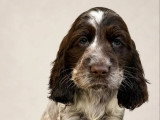 Deux chiots Cocker Spaniel Anglais mâles chocolat rouan de février 2026 LOF à vendre