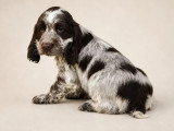 Deux chiots Cocker Spaniel Anglais mâles chocolat rouan de février 2026 LOF à vendre