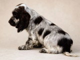 Deux chiots Cocker Spaniel Anglais mâles chocolat rouan de février 2026 LOF à vendre