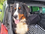 Chiot Bouvier Bernois à donner