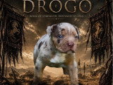 2 chiots American Bully XXL de mars 2026 à réserver non LOF