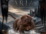 2 chiots American Bully XXL de mars 2026 à réserver non LOF