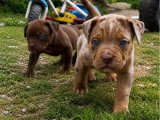 2 chiots American Bully XXL de mars 2026 à réserver non LOF