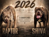 2 chiots American Bully XXL de mars 2026 à réserver non LOF