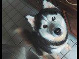 Chienne adulte Husky Sibérien à donner
