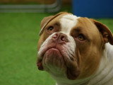 Urgent, Shaggy, mâle Bouledogue Américain à adopter en association