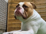 Urgent, Shaggy, mâle Bouledogue Américain à adopter en association