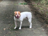 Urgent, Shaggy, mâle Bouledogue Américain à adopter en association