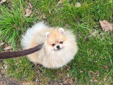Propose mâle Spitz Allemand pour saillie