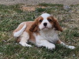 5 chiots Cavalier King Charles LOF nés en février 2026 à vendre