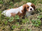 5 chiots Cavalier King Charles LOF nés en février 2026 à vendre