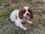 5 chiots Cavalier King Charles LOF nés en février 2026 à vendre