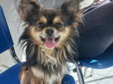 Mâle Chihuahua disponible pour saillie