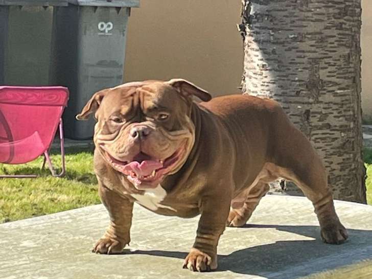 Mâle American Bully disponible pour saillie