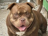 Mâle American Bully disponible pour saillie