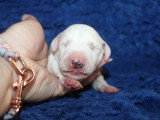 Chiots Dalmatien LOF à réserver