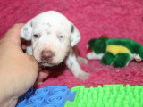 Chiots Dalmatien LOF à réserver