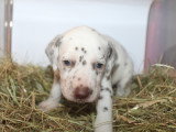 Chiots Dalmatien LOF à réserver