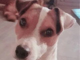 Saillie Jack Russell Terrier LOF mâle né en août 2016