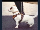 Saillie Jack Russell Terrier LOF mâle né en août 2016