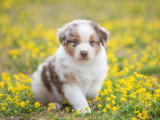 5 chiots Berger Australien LOF nés en mars 2026 à réserver