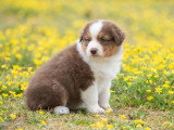 5 chiots Berger Australien LOF nés en mars 2026 à réserver