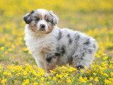 5 chiots Berger Australien LOF nés en mars 2026 à réserver
