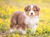 5 chiots Berger Australien LOF nés en mars 2026 à réserver