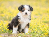 5 chiots Berger Australien LOF nés en mars 2026 à réserver