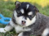 Chiot Finnois de Laponie à vendre