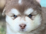Chiot Finnois de Laponie à vendre