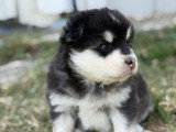 Chiot Finnois de Laponie à vendre