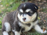 Chiot Finnois de Laponie à vendre