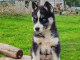 2 chiots femelles Husky non LOF nés en février 2026 à vendre