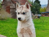2 chiots femelles Husky non LOF nés en février 2026 à vendre