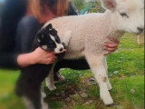 2 chiots femelles Husky non LOF nés en février 2026 à vendre