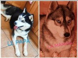 2 chiots femelles Husky non LOF nés en février 2026 à vendre
