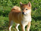 Chiot femelle Shiba roux LOF à vendre né en décembre 2025