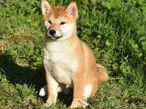 Chiot femelle Shiba roux LOF à vendre né en décembre 2025