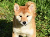 Chiot femelle Shiba roux LOF à vendre né en décembre 2025